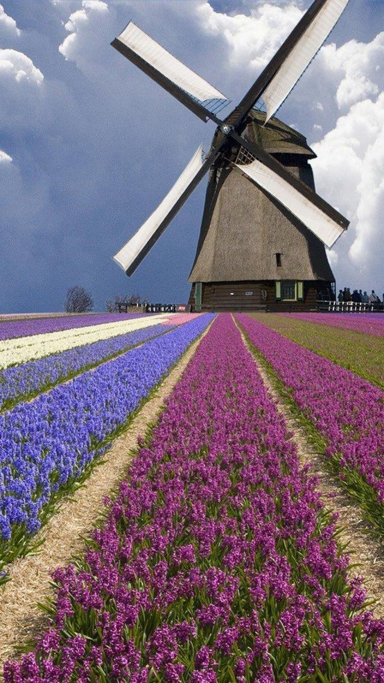 Photo:  Netherlands windmill